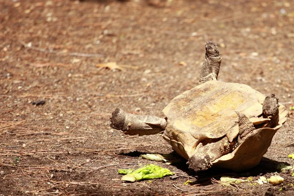 Afrikaanse gestimuleerd schildpad — Stockfoto