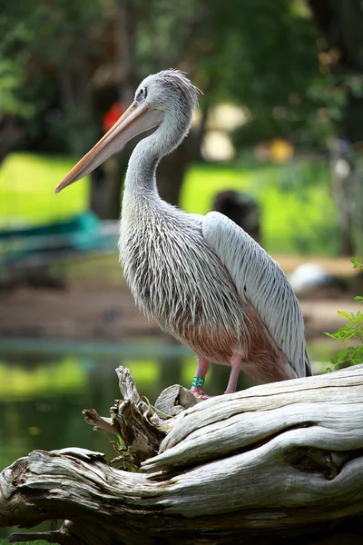 Witte pelikaan (Pelecanus onocrotalus) staande op gras — Stockfoto