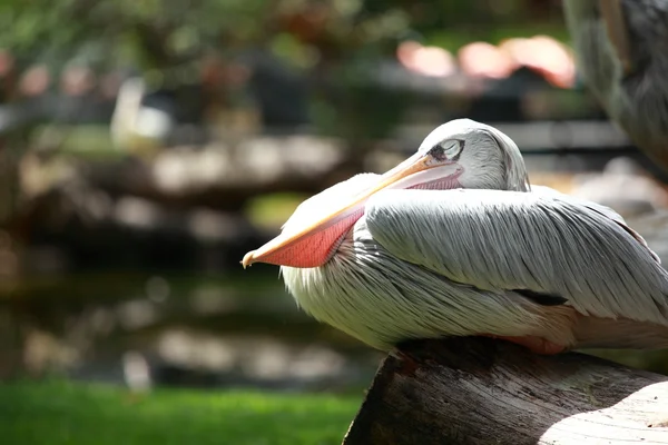 White pelican (Pelecanus onocrotalus) standing on grass — Stock Photo, Image