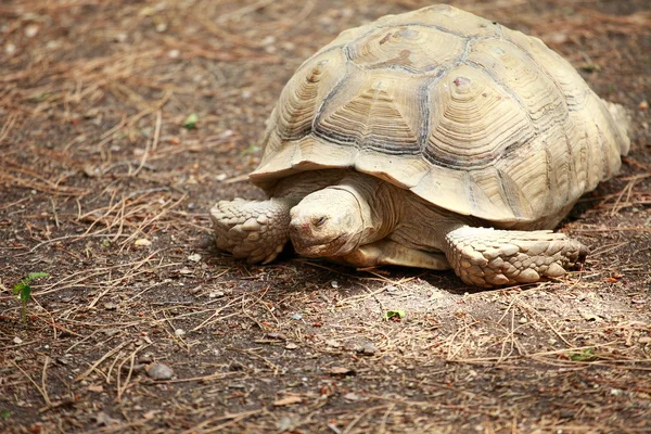 African spurred tortoise — Stock Photo, Image