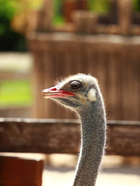 Struisvogel portret — Stockfoto