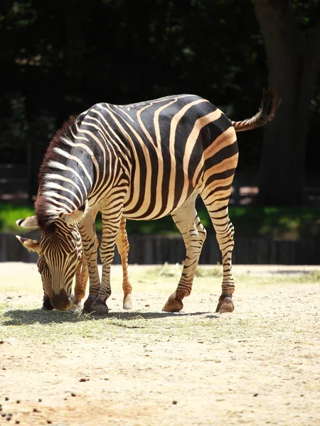 Due giocose giovani zebre — Foto Stock