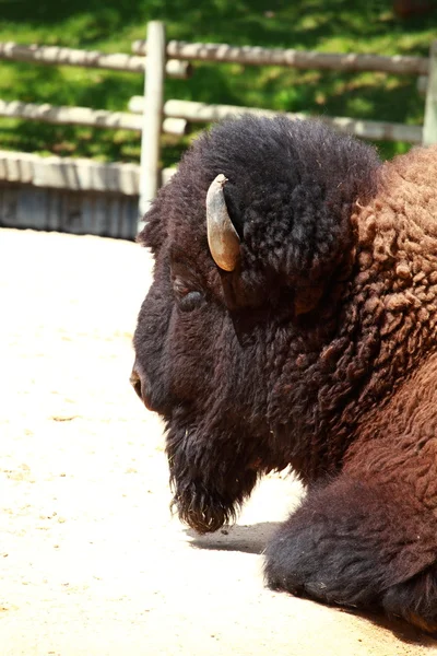 Żubr w jesieni, Łacińskiej: bison bonasus — Zdjęcie stockowe
