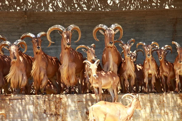 Barbary owce pasące się na trawy - ammotragus lervia. madryckiego zoo — Zdjęcie stockowe
