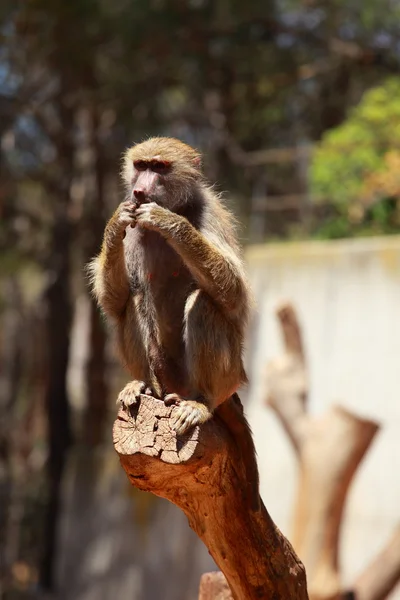Retrato de mono macaco en el zoológico de Madrid — Foto de Stock