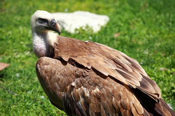 Afrikanska Vitryggig gam på grön bakgrund — Stockfoto