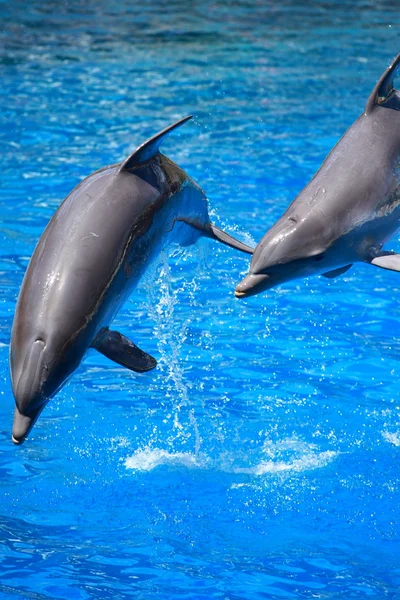 Дельфины играют в строю в бассейне — стоковое фото