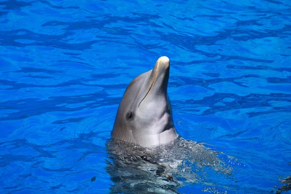 Delfines jugando en formación en la piscina —  Fotos de Stock