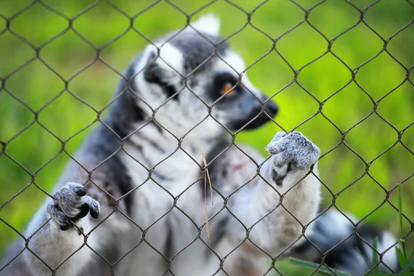 Lémur de cola anillada — Foto de Stock