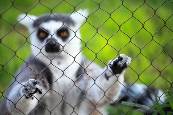 Lemur-de-cauda-anelada — Fotografia de Stock