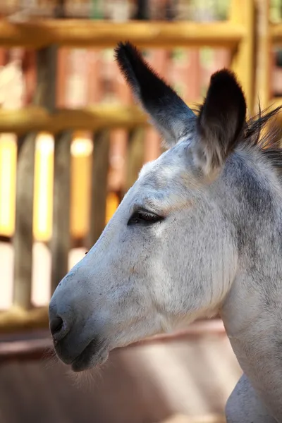 Cabeza de burro . — Foto de Stock