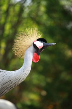 Mevsimlik arka plan gri taç vinç