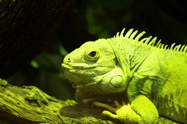 Siyah arkaplanda yeşil iguana