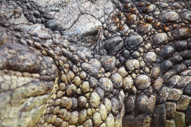 Mevsimlik arka plan büyük timsah göz