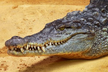 Sarı kum zemin üzerine büyük timsah