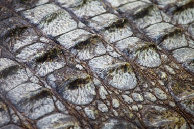 Mevsimlik arka plan büyük timsah göz