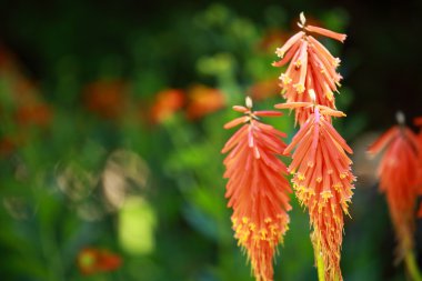 Mevsimlik arka plan üzerinde kırmızı sıcak Poker (Kniphofia uvaria)