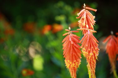 Red Hot Poker (Kniphofia uvaria) on blured background clipart
