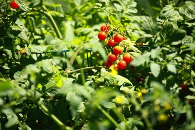 domates yeşil arka plana sahip bir demet