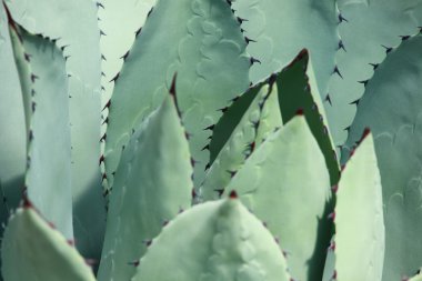 aloe vera mükemmel arka plan