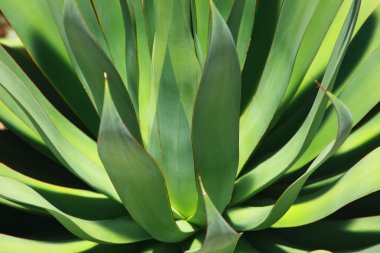 aloe vera mükemmel arka plan