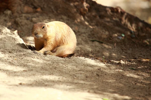 Black-tailed prairie honden - uit te steken van een hol. — Stok fotoğraf