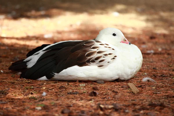 Weiße Ente — Stockfoto