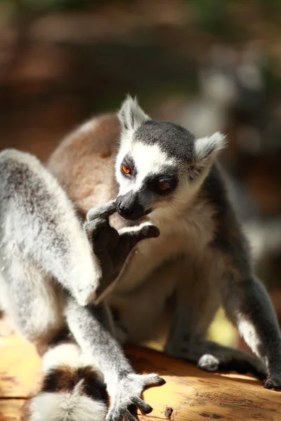 Ogoniasty lemur na tle blured — Zdjęcie stockowe