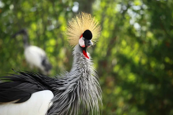 Gru coronata grigia su sfondo azzurrato — Foto Stock