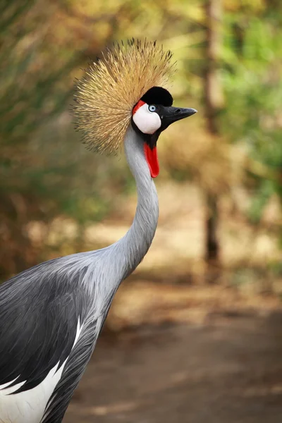 Γκρι στεφθεί crane σε φόντο blured — Φωτογραφία Αρχείου