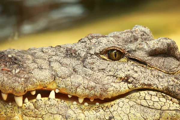 Big Crocodile on yellow sand background — Stockfoto