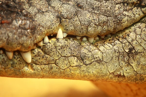 Большой крокодил на фоне желтого песка — стоковое фото