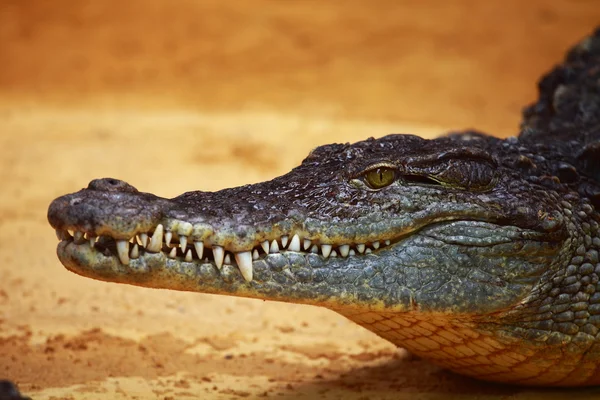 Grand crocodile sur fond de sable jaune — Photo