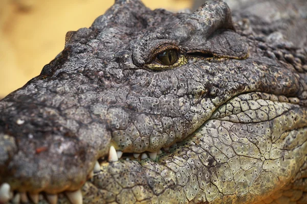 Big Crocodile on yellow sand background — Stockfoto