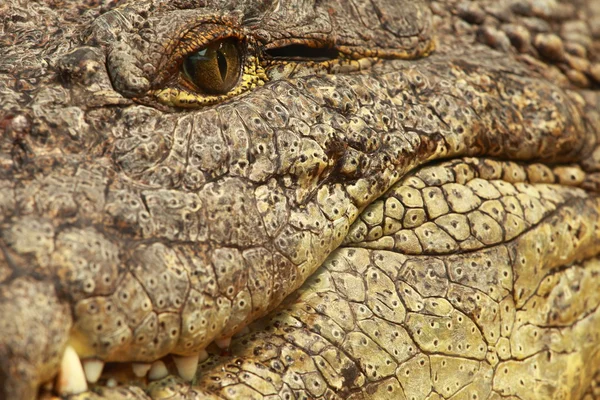 Stora krokodil öga på blured bakgrund — Stockfoto