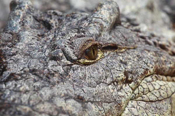 Ojo de cocodrilo grande sobre fondo borroso —  Fotos de Stock