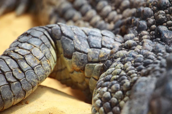 Grand crocodile sur fond de sable jaune — Photo