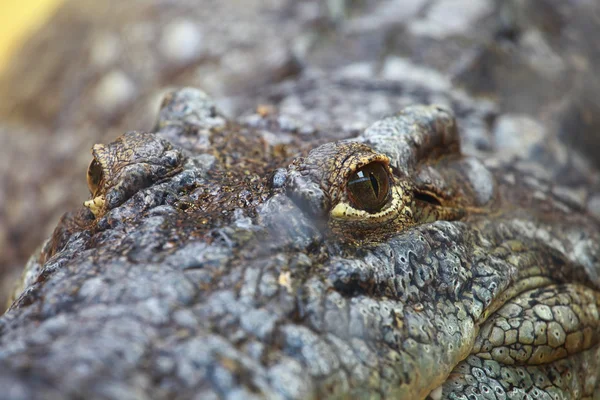 Big Crocodile Eye em fundo azul — Fotografia de Stock