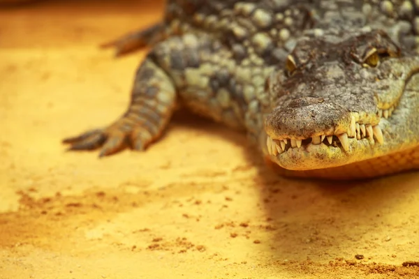 Big Crocodile on yellow sand background — Stockfoto