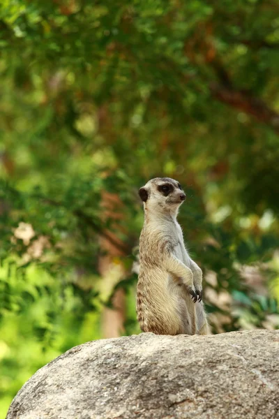 Kleine wilde Erdmännchen beobachten — Stockfoto