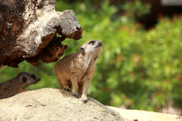 Regarder peu sauvage suricate surerkat — Photo