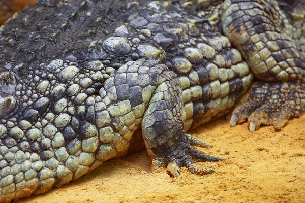 Crocodilo grande no fundo de areia amarela — Fotografia de Stock