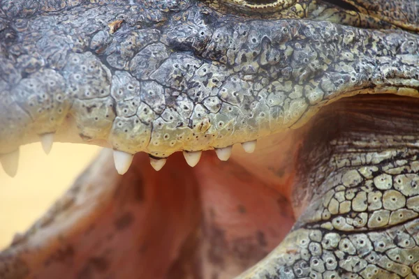 Stora krokodil öga på blured bakgrund — Stockfoto