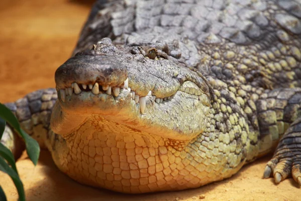 Grand crocodile sur fond de sable jaune — Photo