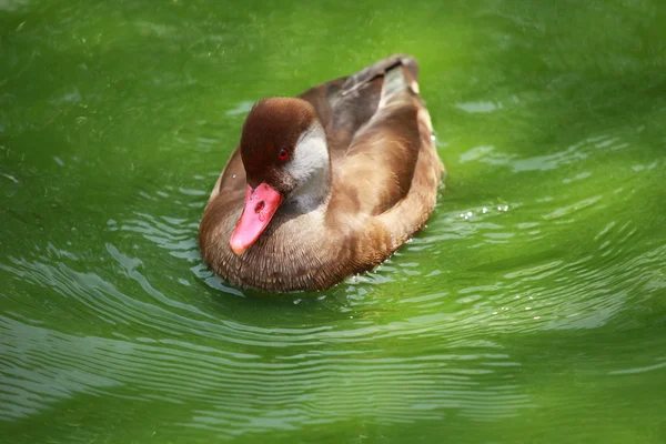 男性 wigeon 或欧亚 wigeon （阿纳斯佩内洛普，以前 mareca 佩内洛普) — 图库照片