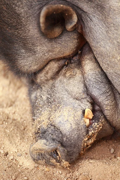 Ein vietnamesisches Topfbauchschwein — Stockfoto