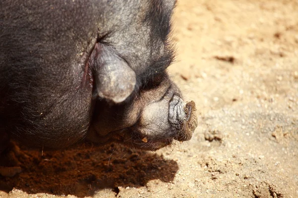 Un cerdo vietnamita con vientre — Foto de Stock