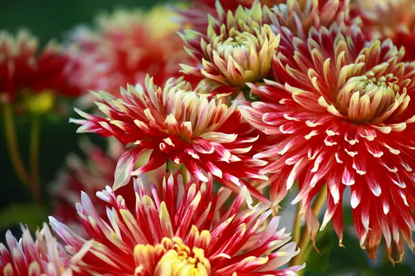 Röd dahlia blomma på morgonen ljus i grönskande trädgård — Stockfoto