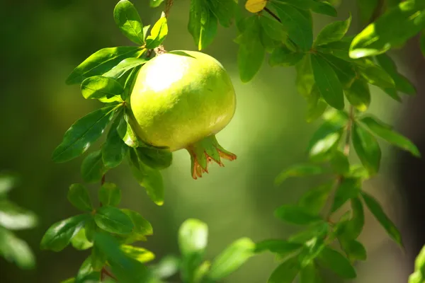 Granada en el árbol verde — Foto de Stock