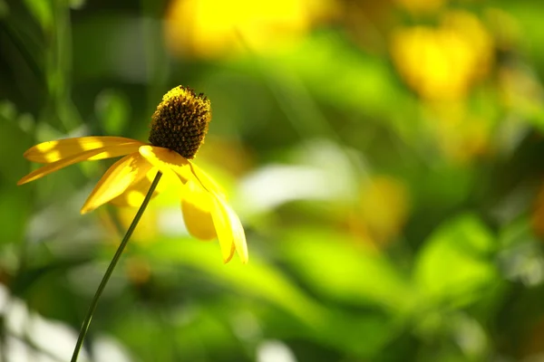 Рудбекии черный eyed susan цветы в саду — стоковое фото